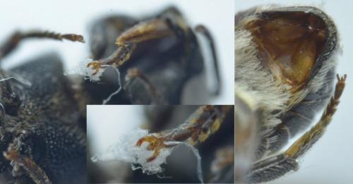 Heriades crenulata